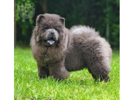 Κουτάβια Chow Chow